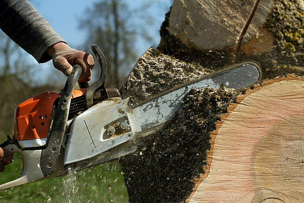 How Our Tree Care Process Works  in  Crestwood, IL